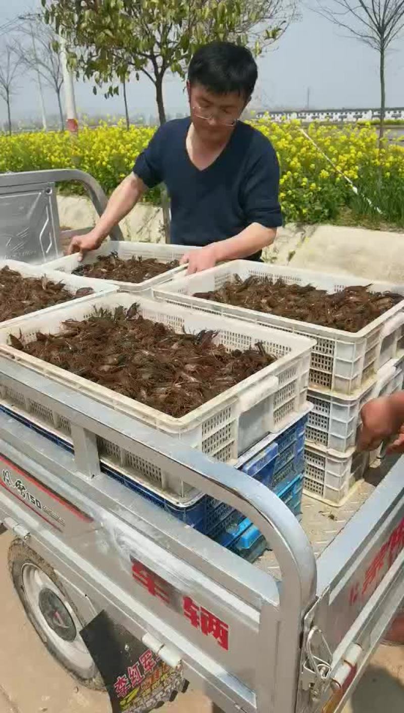 【牛商优选】苏北淡水小龙虾苗，大量出货，售全国各地。