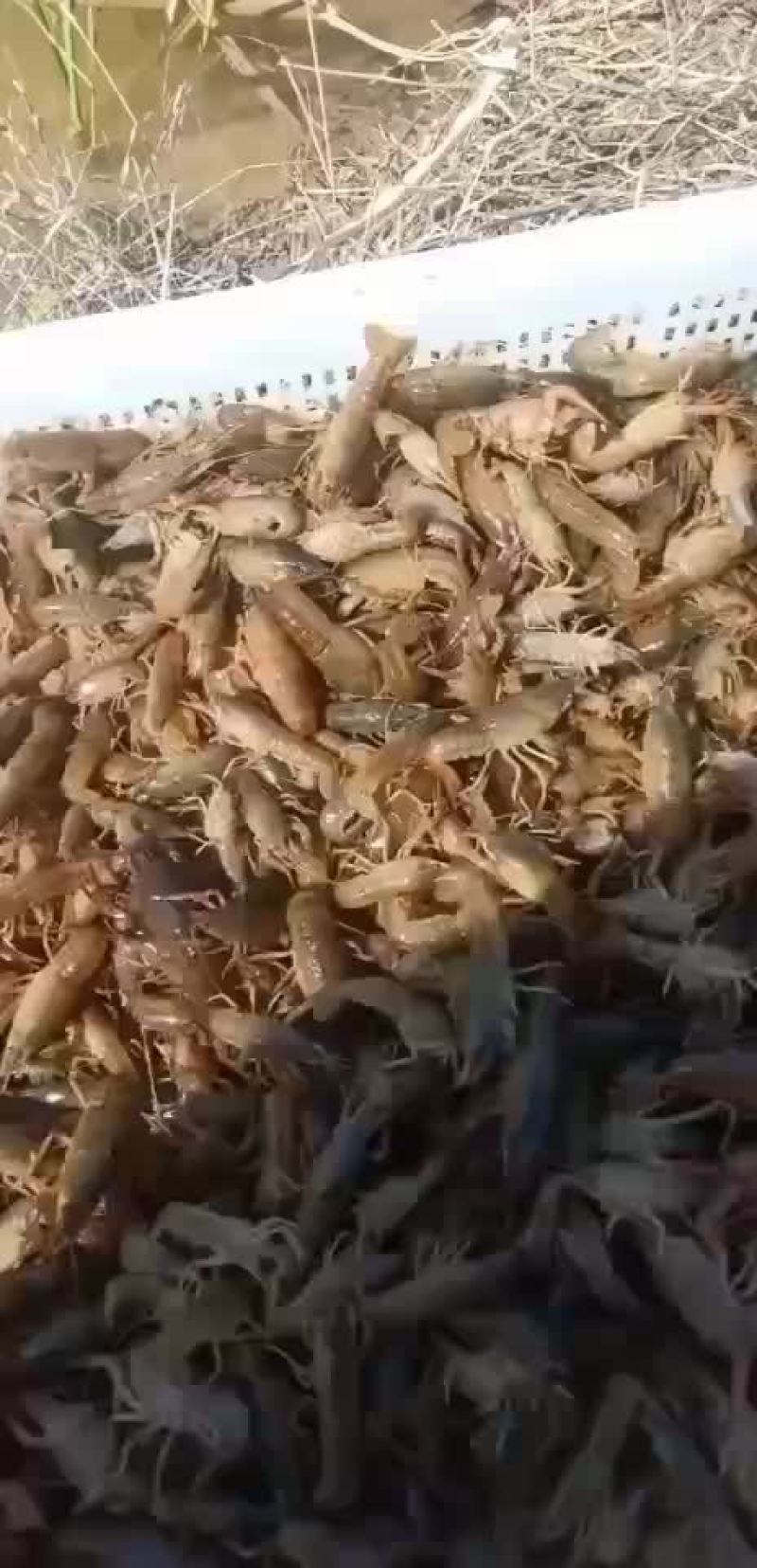 【牛商优选】苏北淡水小龙虾苗，大量出货，售全国各地。