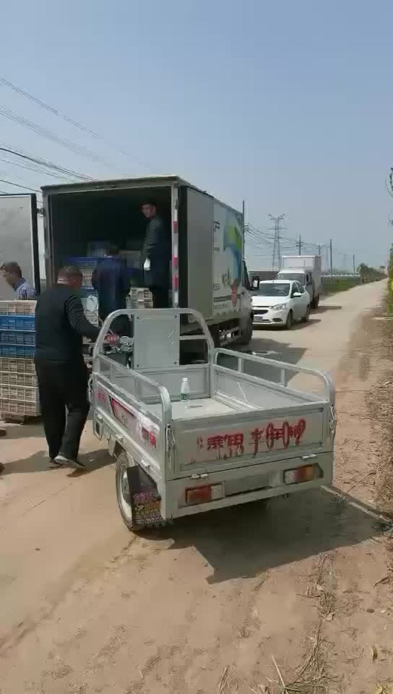 【牛商优选】苏北淡水小龙虾苗，大量出货，售全国各地。