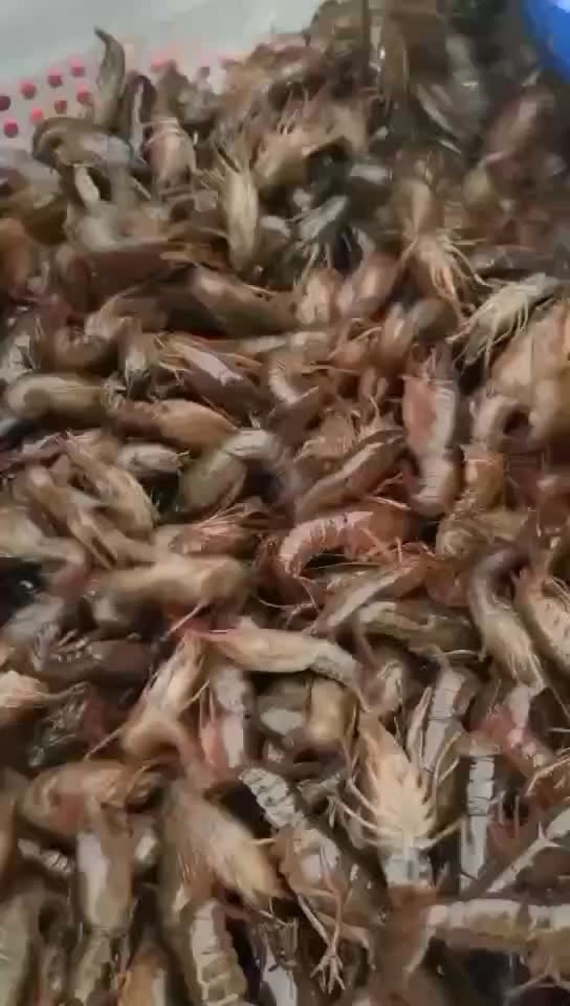 【牛商优选】苏北淡水小龙虾苗，大量出货，售全国各地。