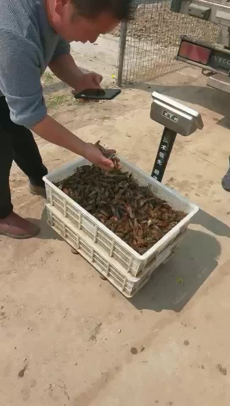 【牛商优选】苏北淡水小龙虾苗，大量出货，售全国各地。