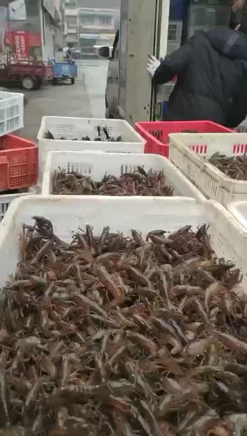 【牛商优选】苏北淡水小龙虾苗，大量出货，售全国各地。