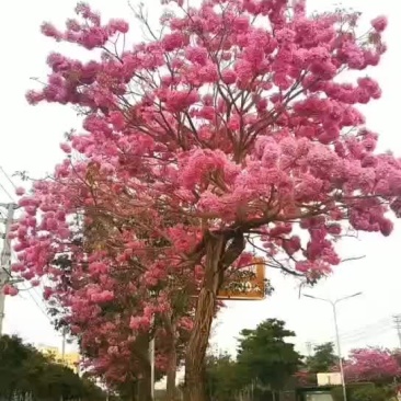 紫花风铃木种子种苗以及各种绿化树种子