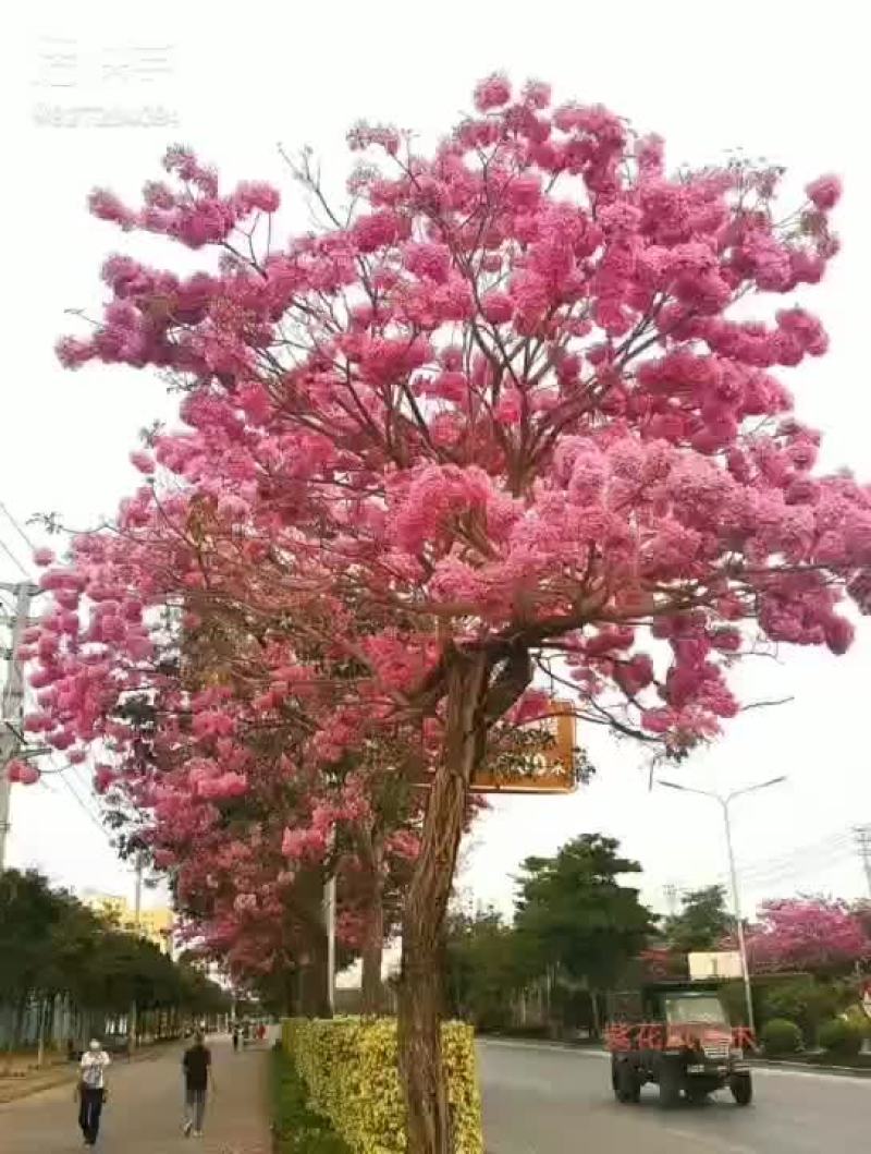 紫花风铃木种子种苗以及各种绿化树种子