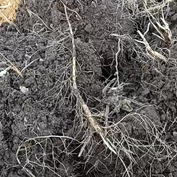 白鲜皮种苗药材市场不错