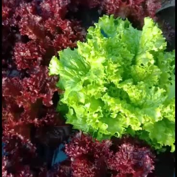 沈阳地产紫叶生菜(红叶生菜)