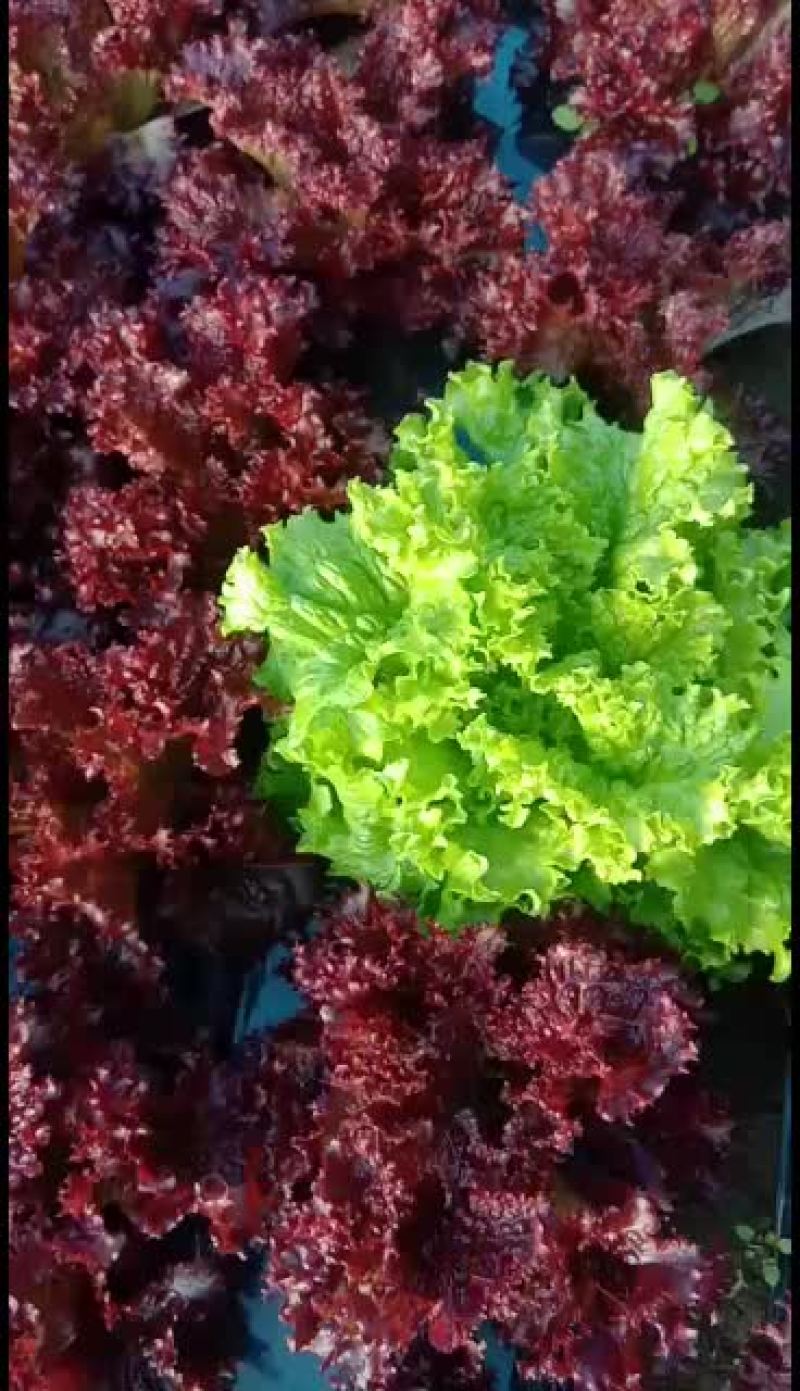 沈阳地产紫叶生菜(红叶生菜)