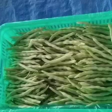 芸豆大量上市（青白色）青色