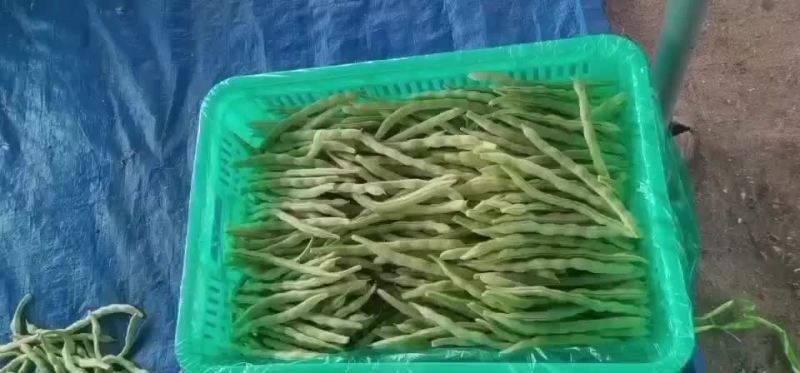 芸豆大量上市（青白色）青色