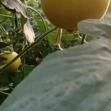九红瑞。甜瓜。温室大棚大量上市