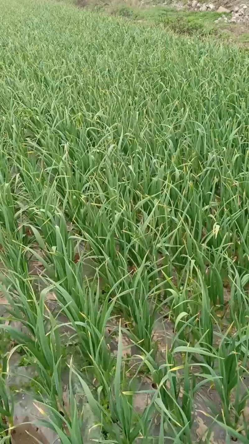 红根蒜苗