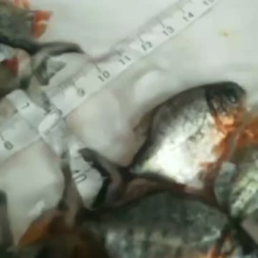 白鲳鱼苗大量批发零售