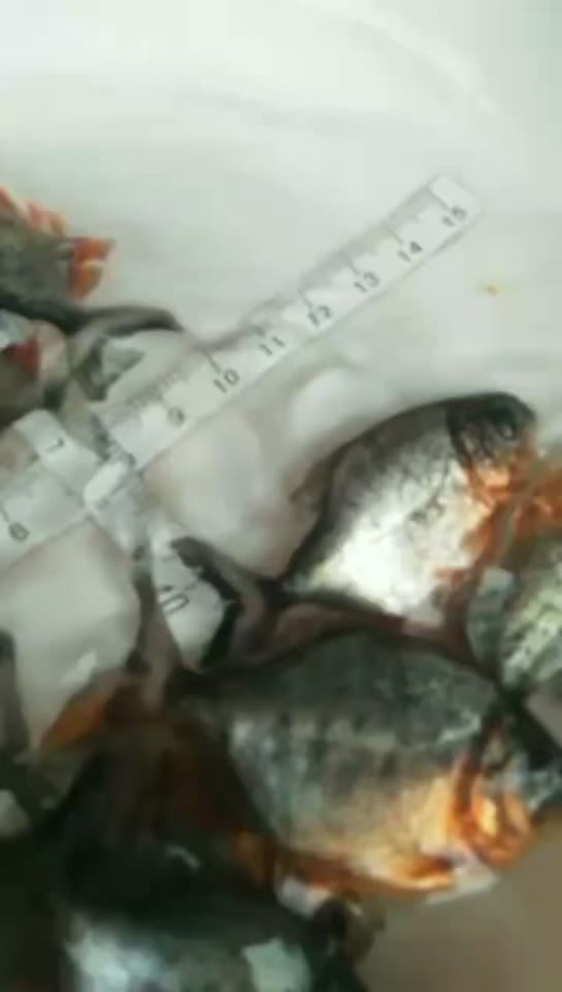 白鲳鱼苗大量批发零售