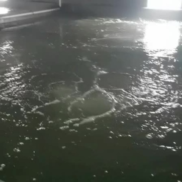 河豚