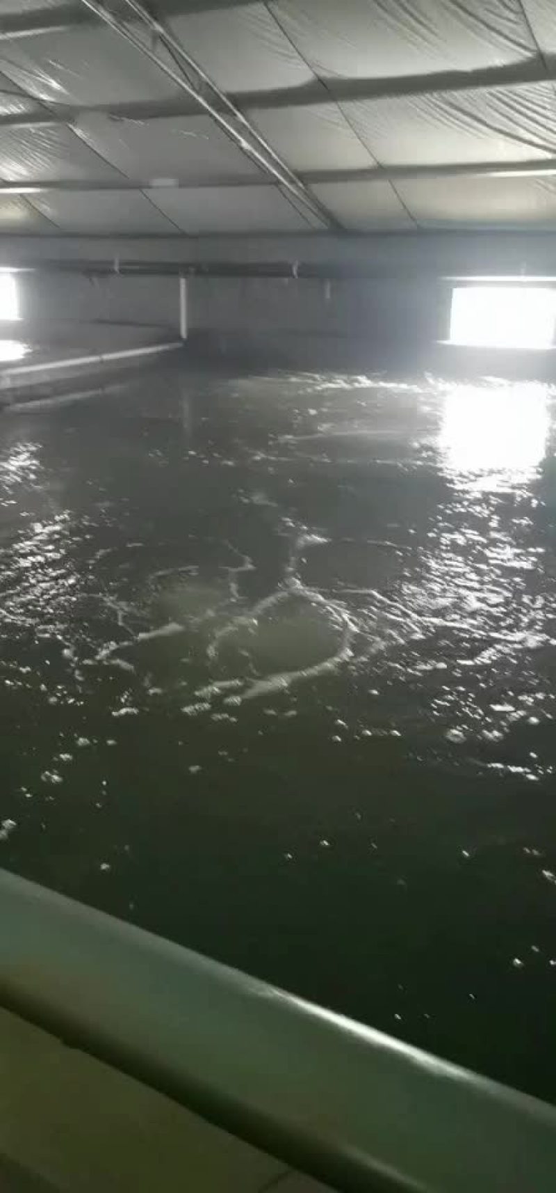 河豚