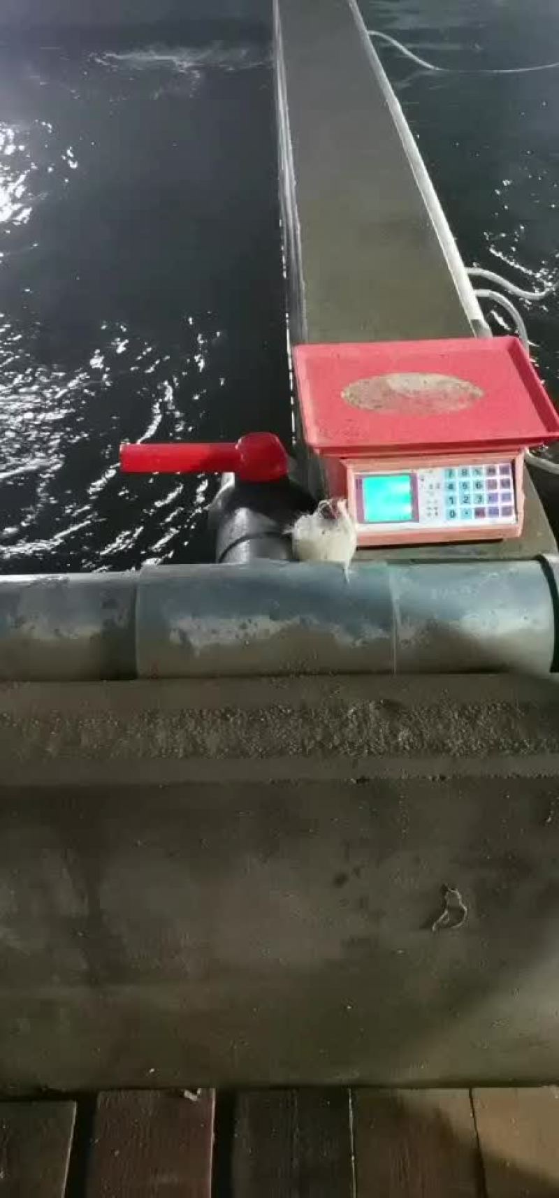 7-9两红鳍豚，黄鳍豚