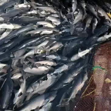 鸭嘴鱼