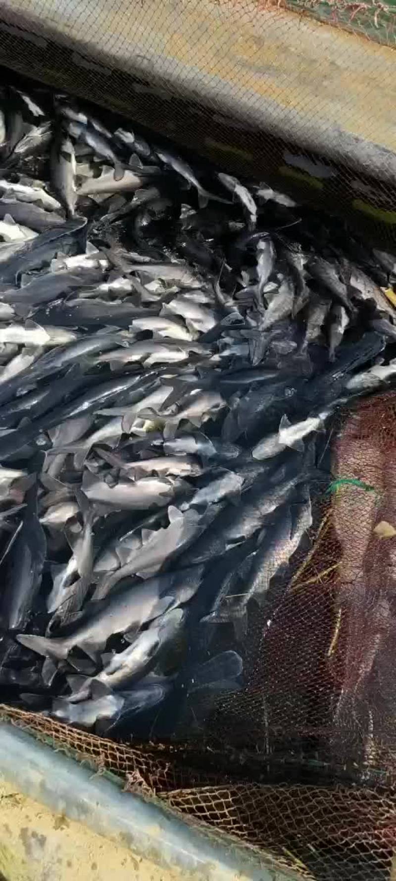 鸭嘴鱼