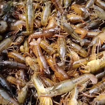 原塘精品小龙虾苗，成活率高，生成快