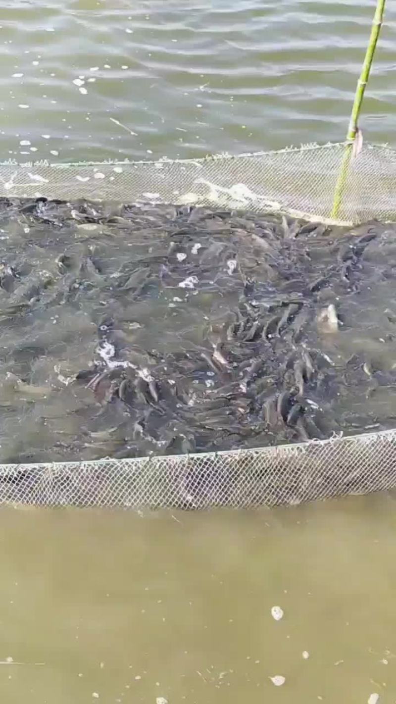 人工养殖，大规格草鱼