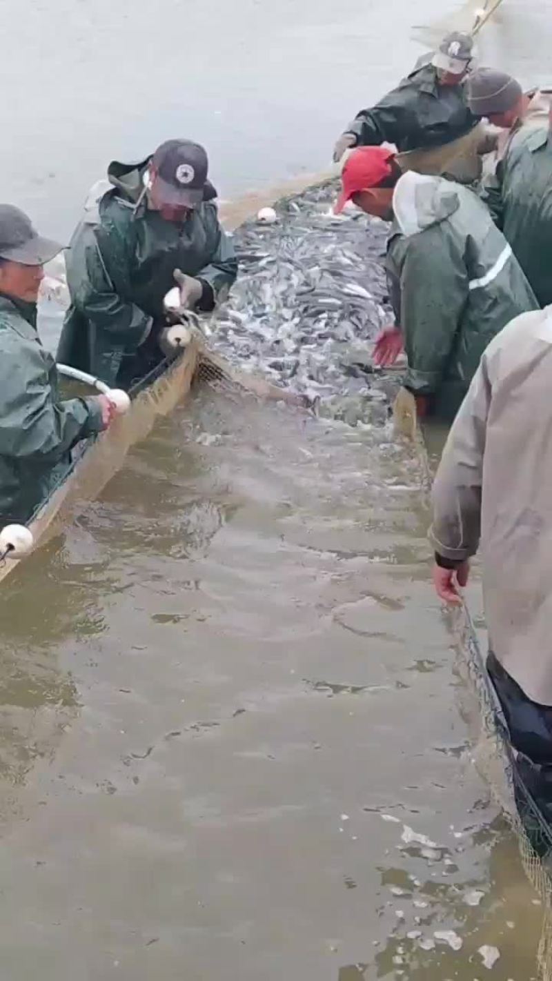 人工养殖，大规格草鱼