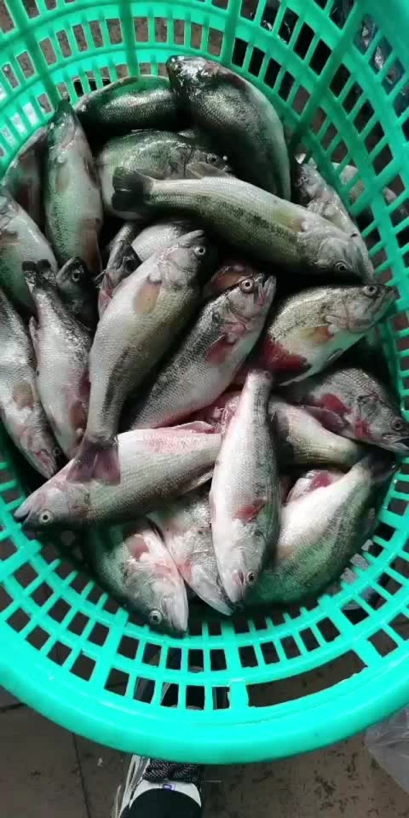 加州鲈/鲈鱼/卢鱼/