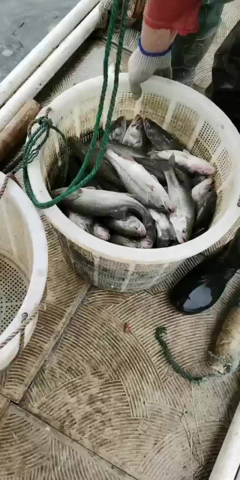 加州鲈/鲈鱼/卢鱼/