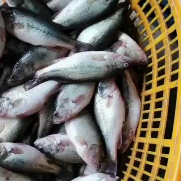 加州鲈/鲈鱼/卢鱼/