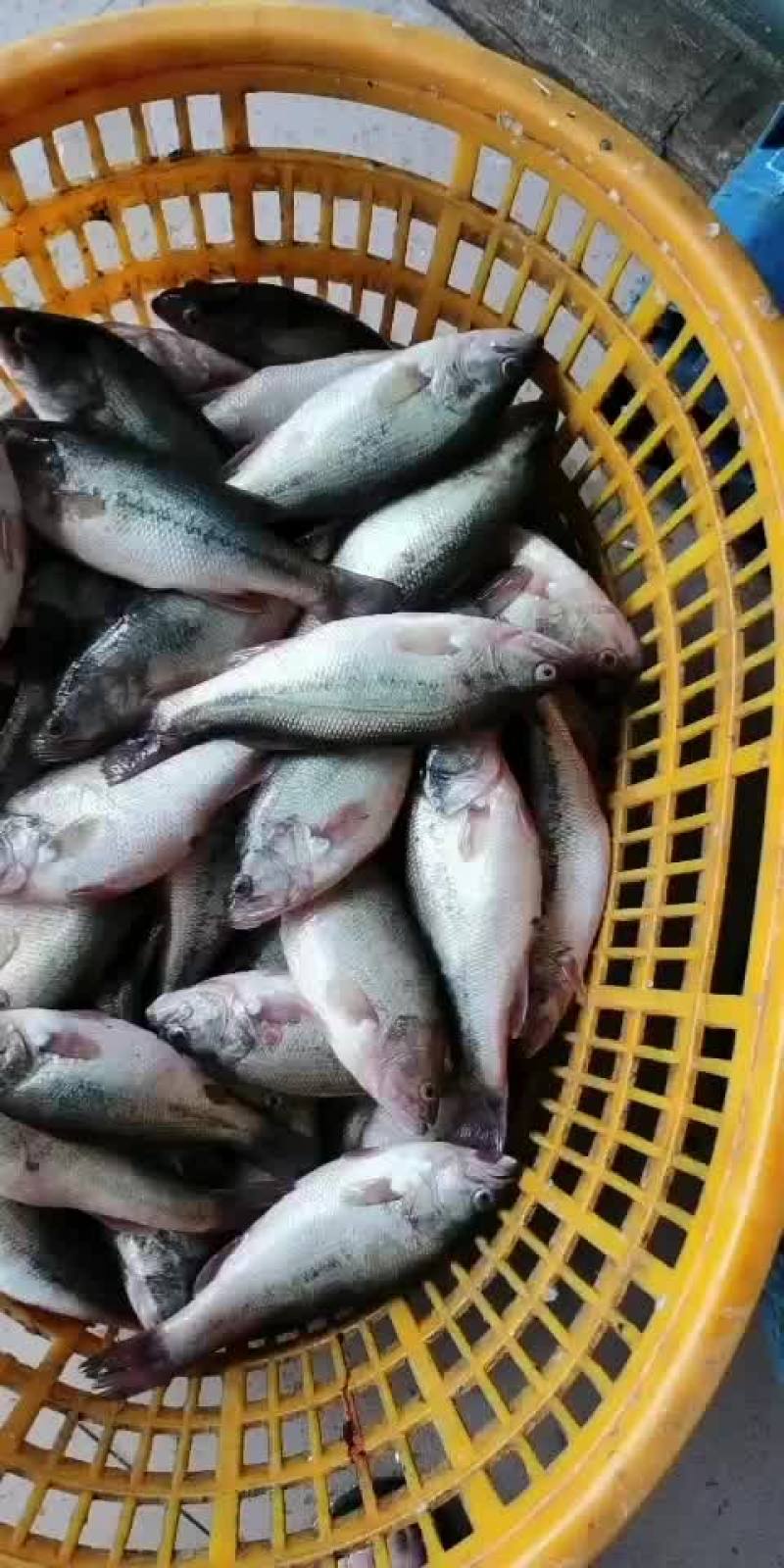 加州鲈/鲈鱼/卢鱼/