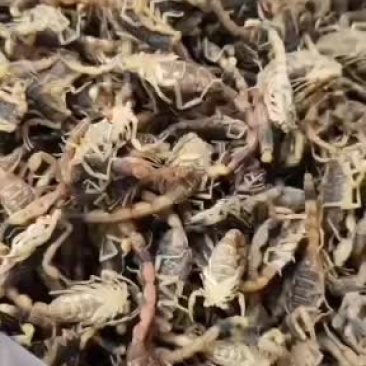 精品冻蝎蝎子，质量杠杠的