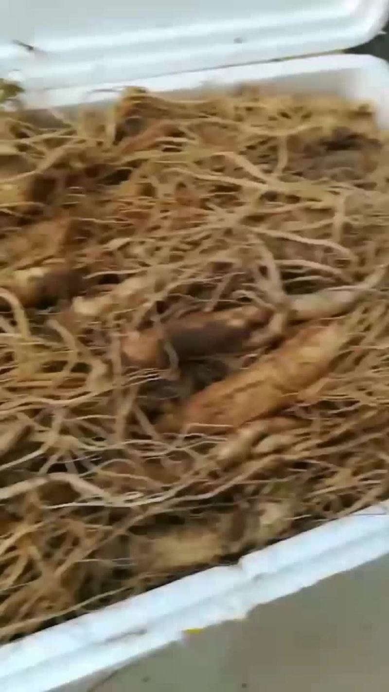 鲜参产地直销，货源量大稳定