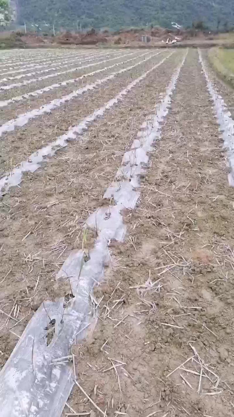 春季甘蔗种苗很好，希望年底有个好价钱
