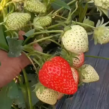 批发有机甜宝奶莓