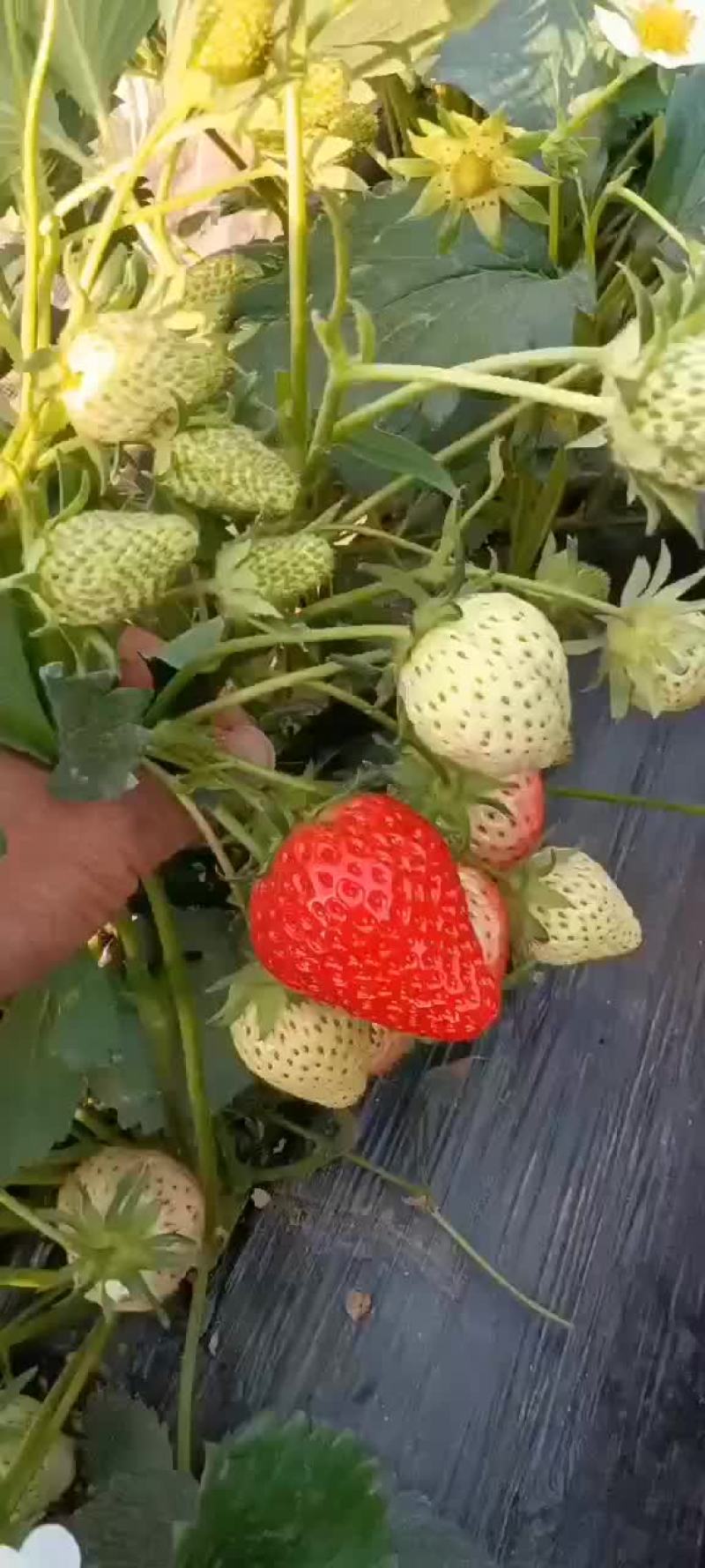 批发有机甜宝奶莓