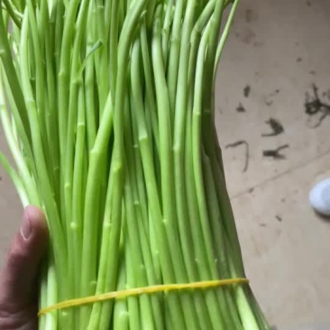 芦蒿