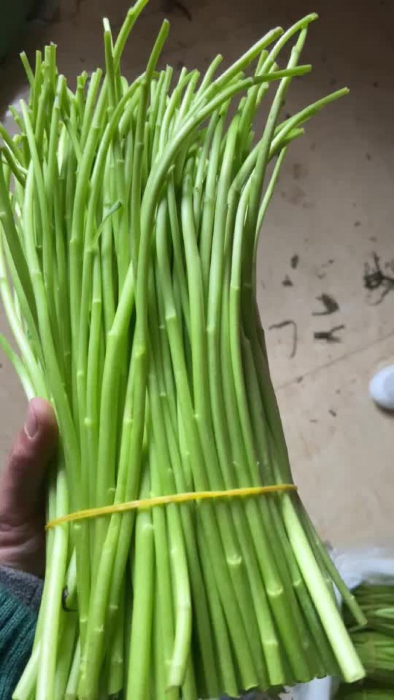 芦蒿