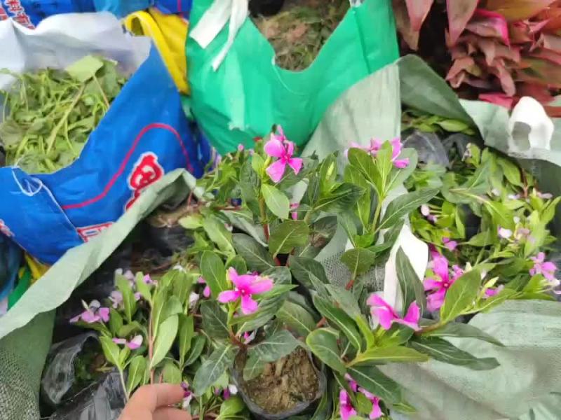 长春花