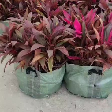 朱蕉