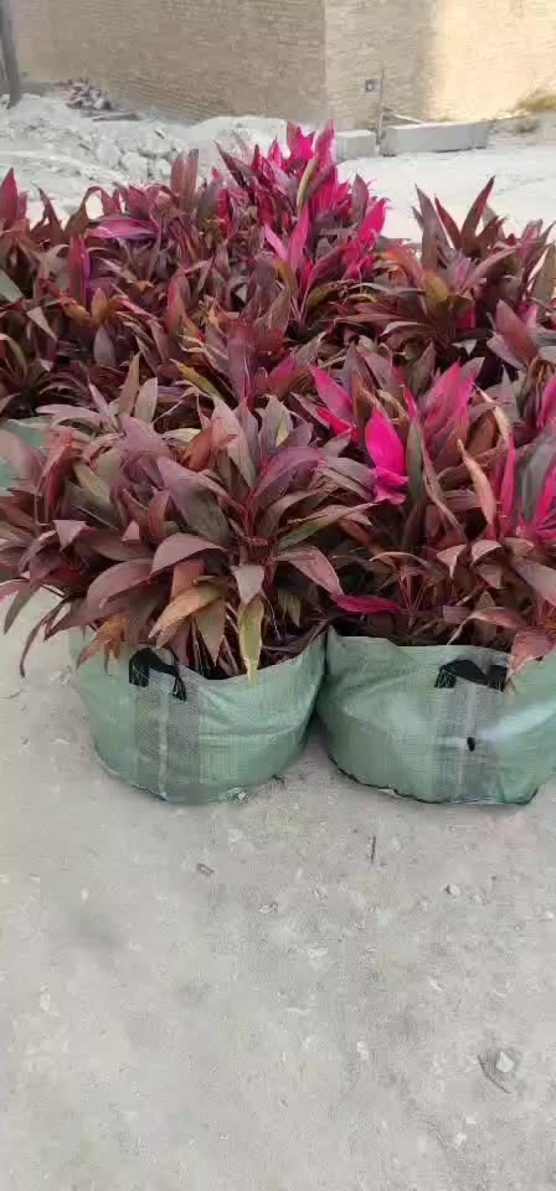 朱蕉