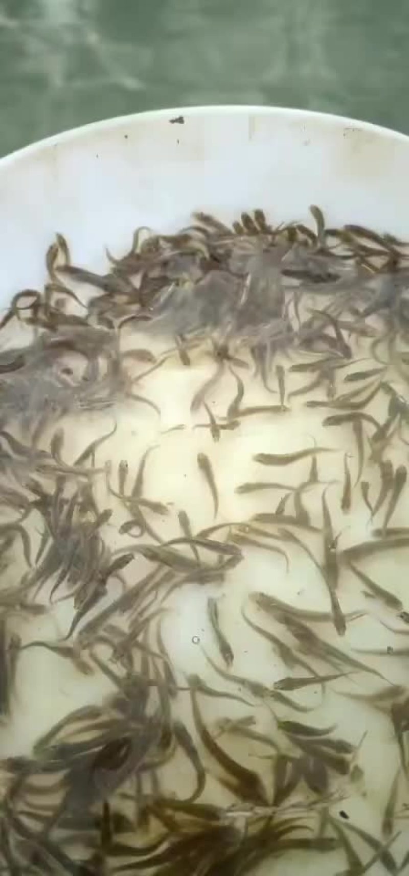 泥鳅苗