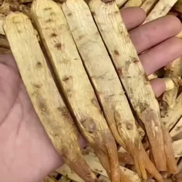 高丽参