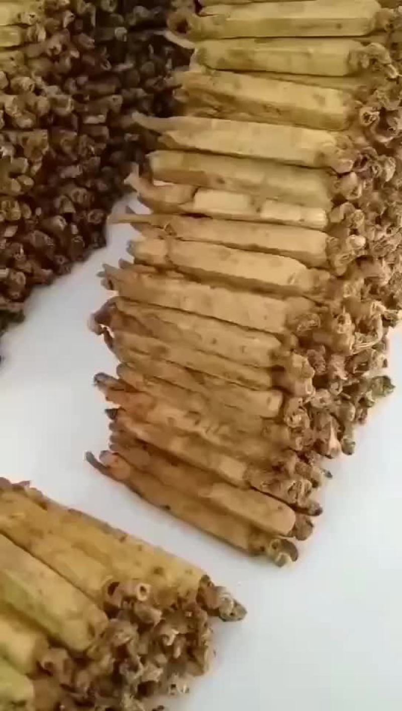 高丽参
