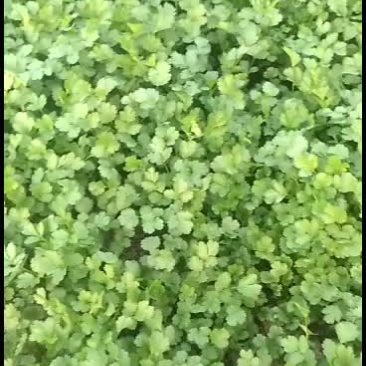 大叶香菜
