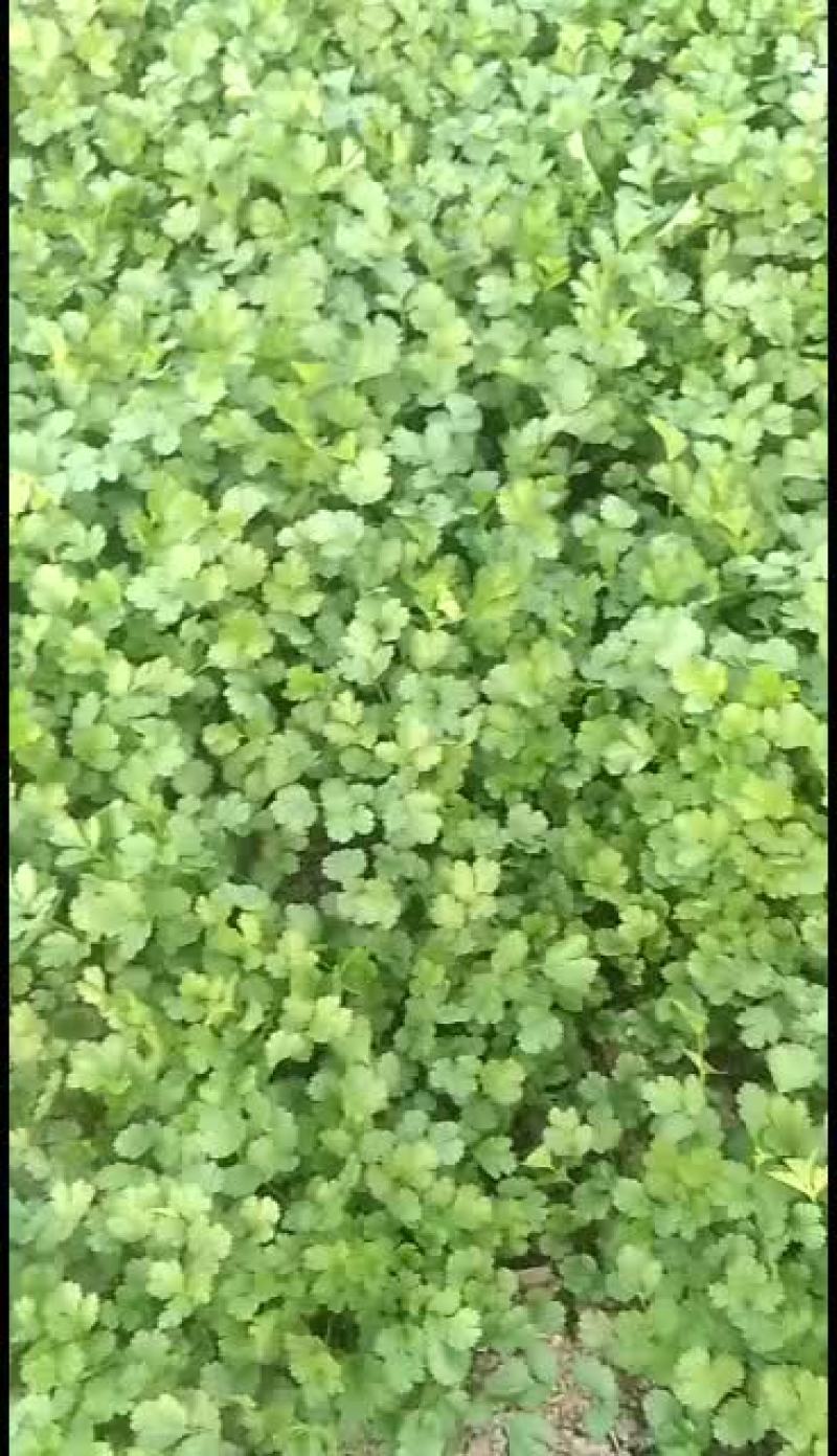 大叶香菜