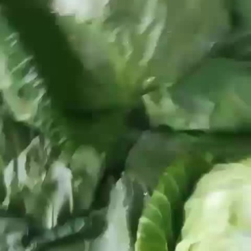 甘蓝