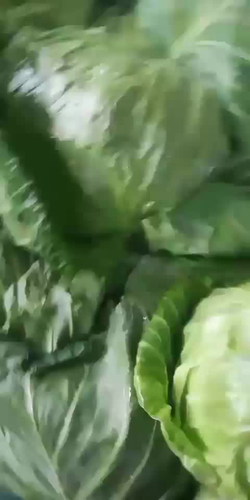 甘蓝