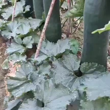 冬丰一号黑皮吊冬瓜价格0.6