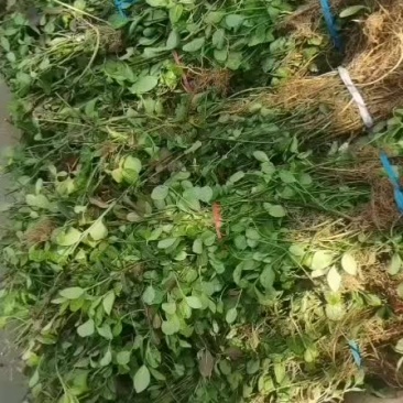 优质小叶扶芳藤，质量保证，成活率高，需要的联系