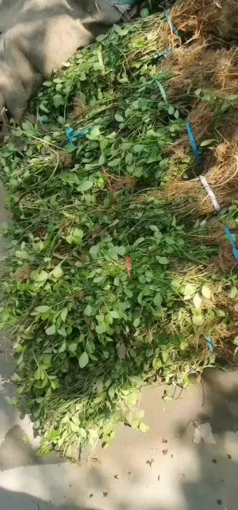 优质小叶扶芳藤，质量保证，成活率高，需要的联系