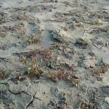 辽宁明泽惠民薯业基地红薯苗直销